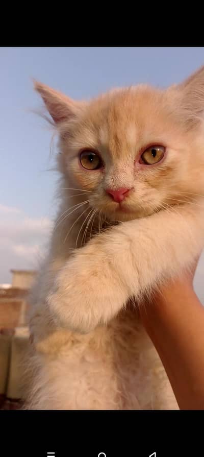 2 months old male or female Persian cat