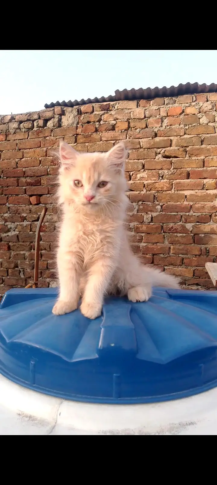 2 months old male or female Persian cat — photo 2