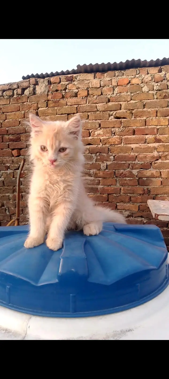 2 months old male or female Persian cat — photo 3