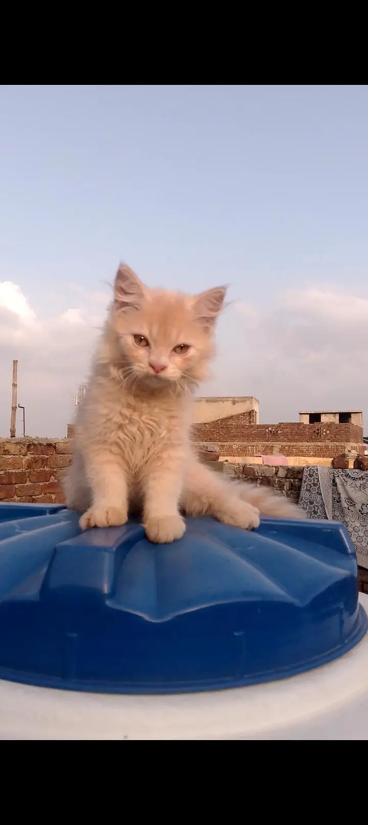 2 months old male or female Persian cat — photo 4