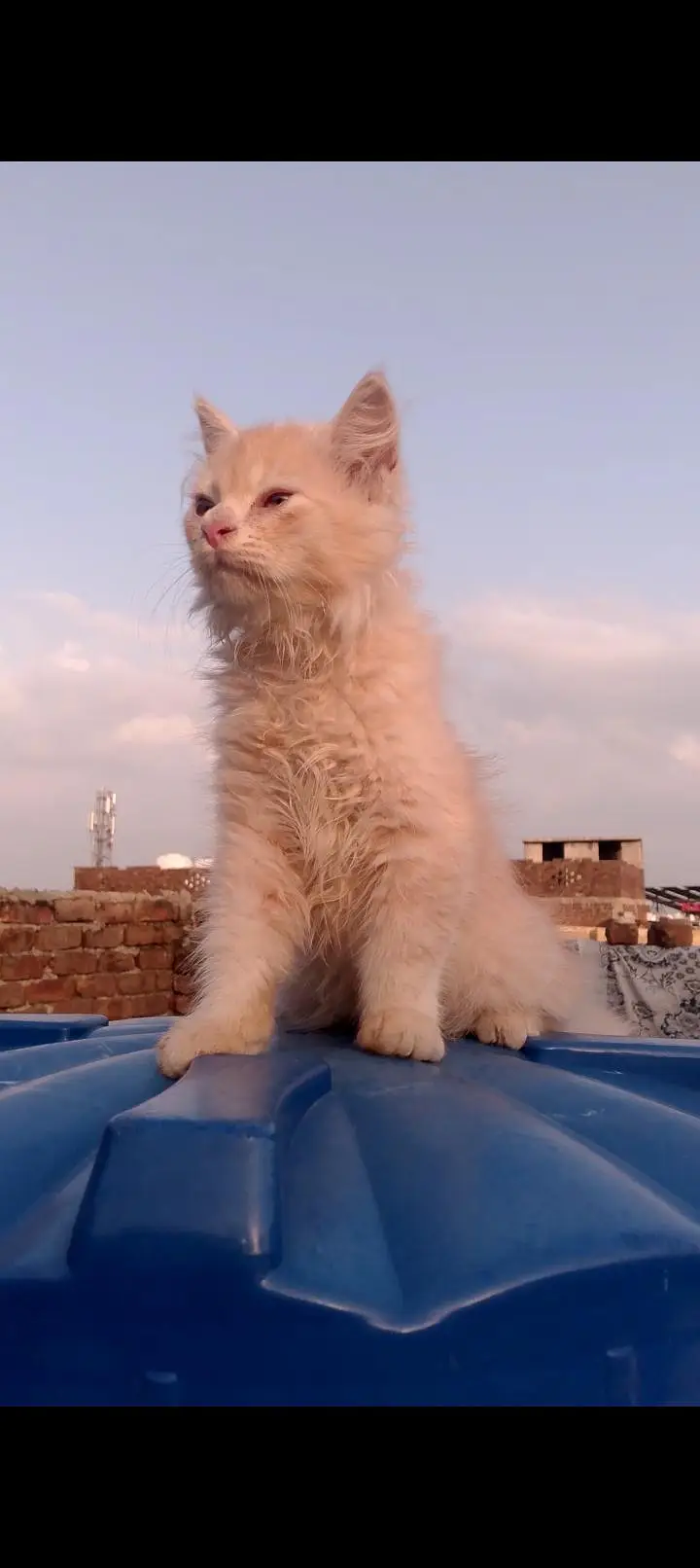 2 months old male or female Persian cat — photo 5
