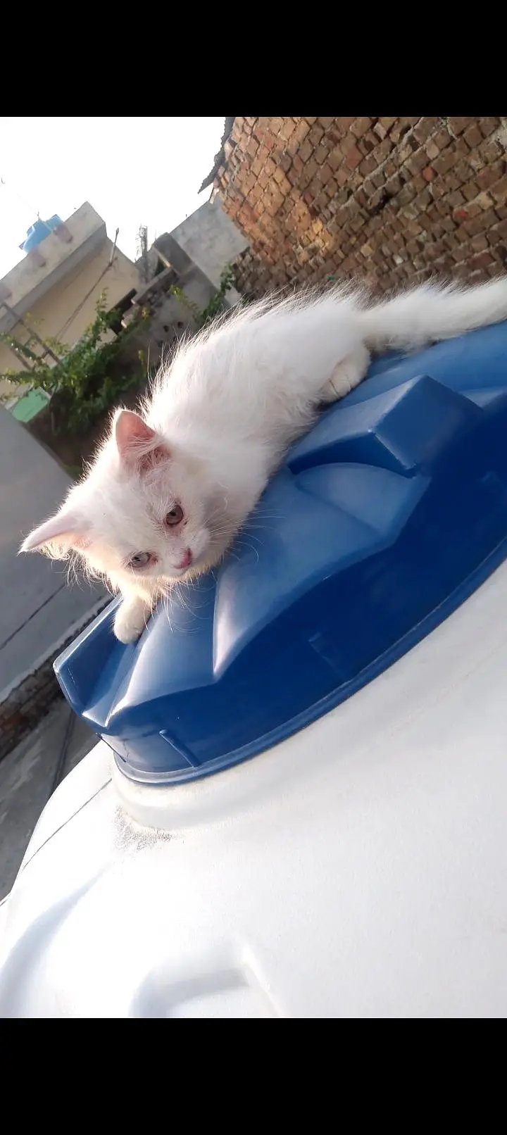 2 months old male or female Persian cat — photo 6