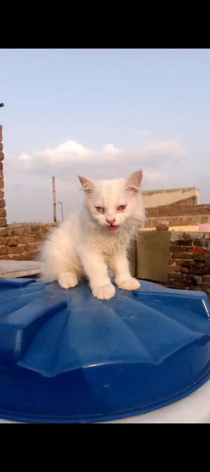 2 months old male or female Persian cat — photo 7
