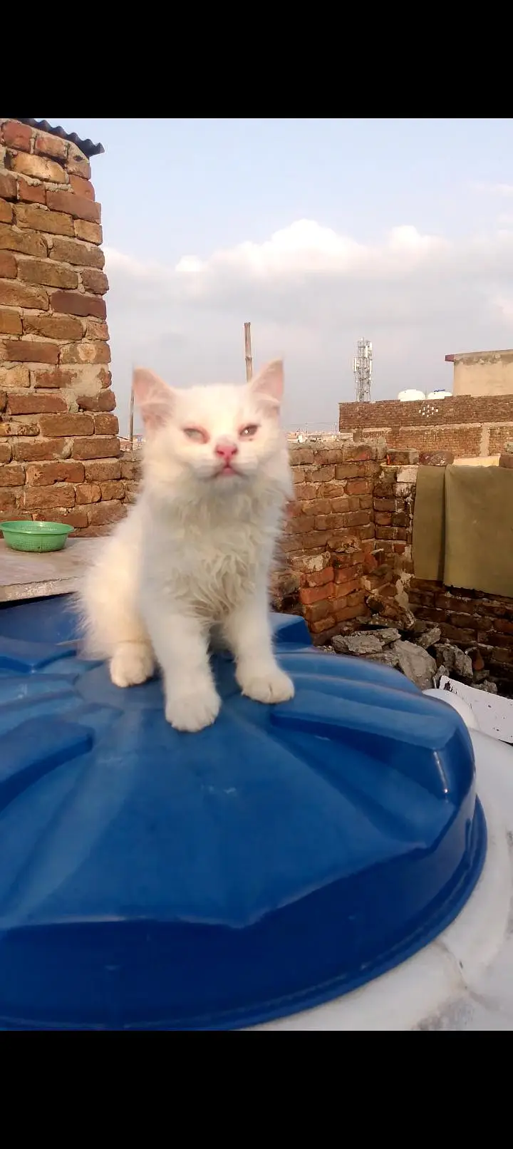 2 months old male or female Persian cat — photo 8
