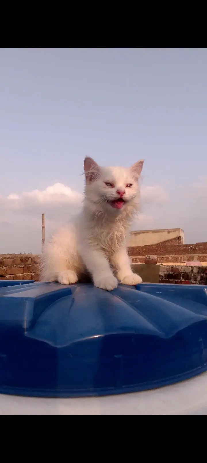 2 months old male or female Persian cat — photo 9