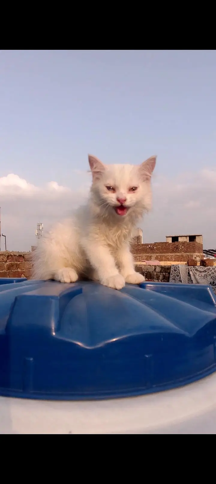 2 months old male or female Persian cat — photo 10