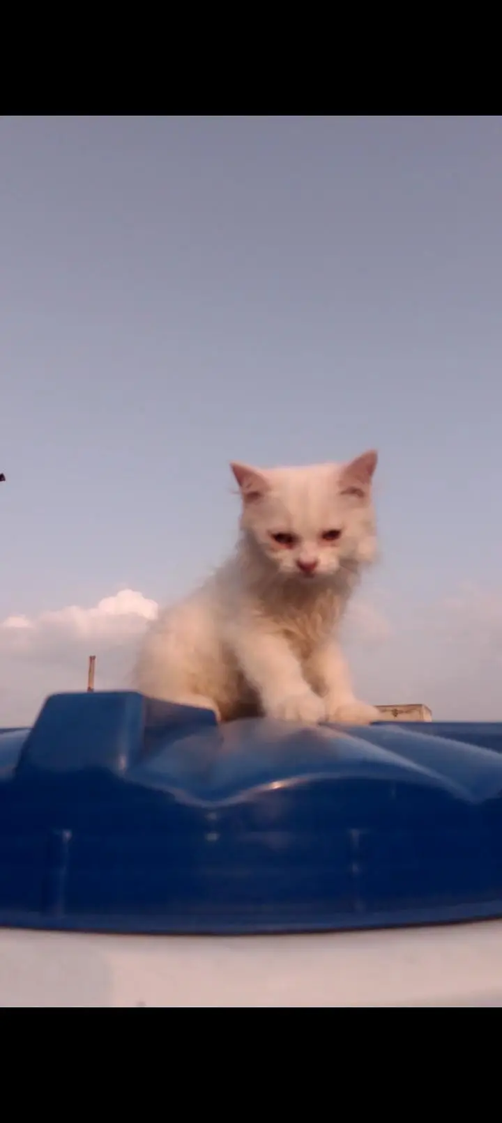 2 months old male or female Persian cat — photo 11