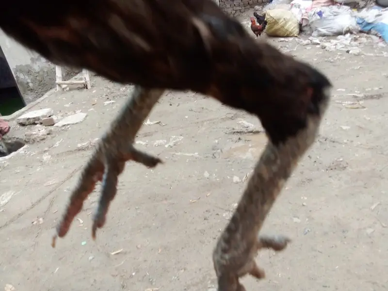 Aseel waleti cross hen — photo 2