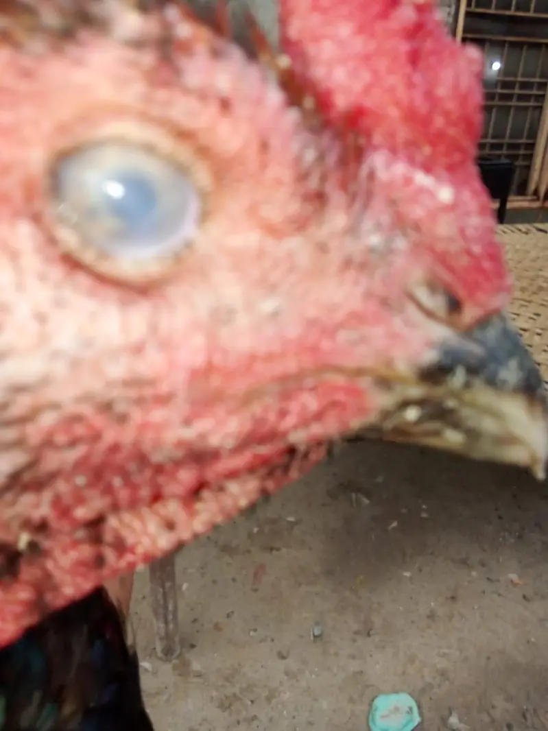 Aseel waleti cross hen — photo 3