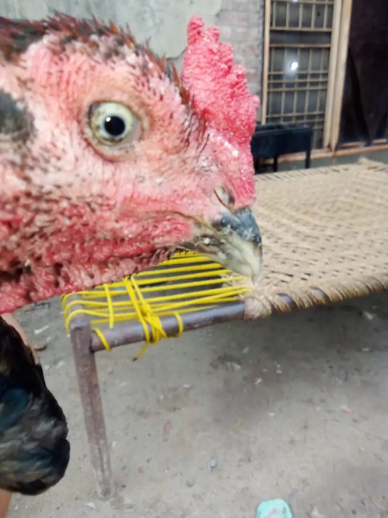 Aseel waleti cross hen — photo 4