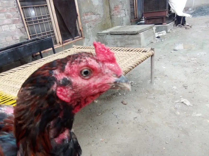 Aseel waleti cross hen — photo 5