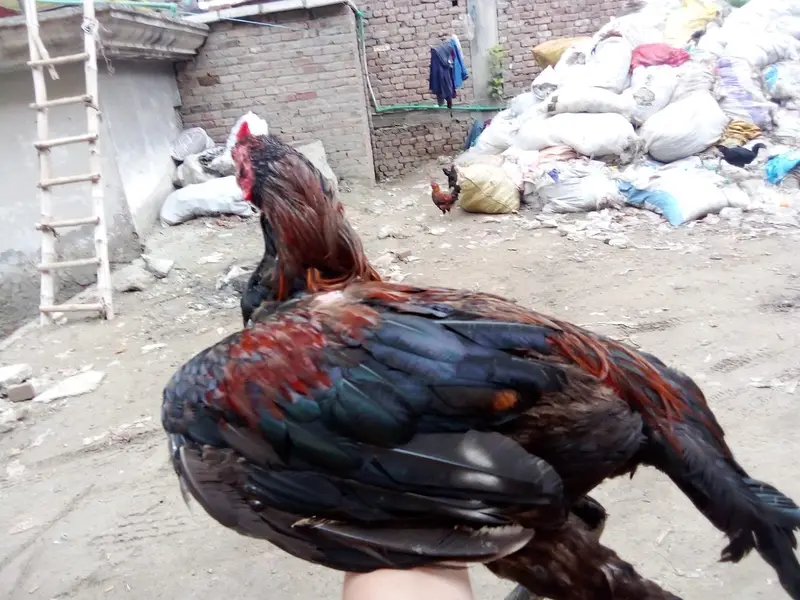 Aseel waleti cross hen — photo 6