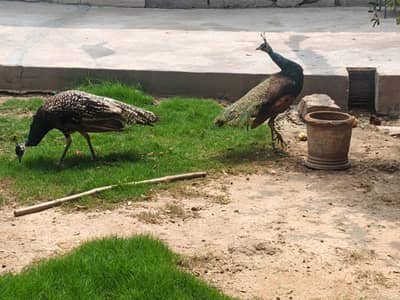 peacock For sale