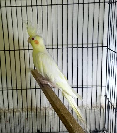Female cocktail split pastel face