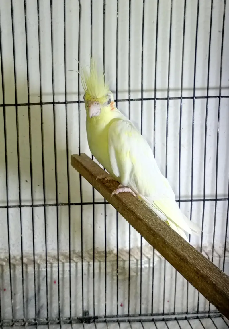 Female cocktail split pastel face — photo 2
