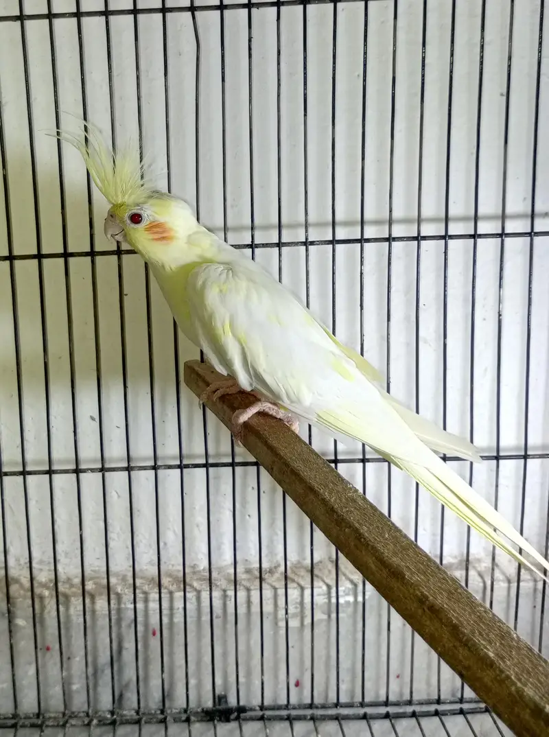 Female cocktail split pastel face — photo 3