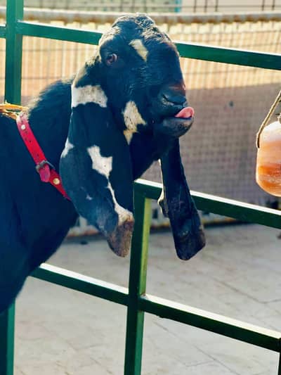 Breedr bakra for sale