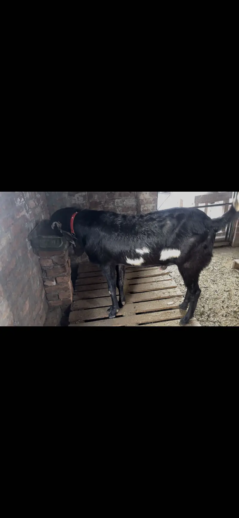 Breedr bakra for sale — photo 3