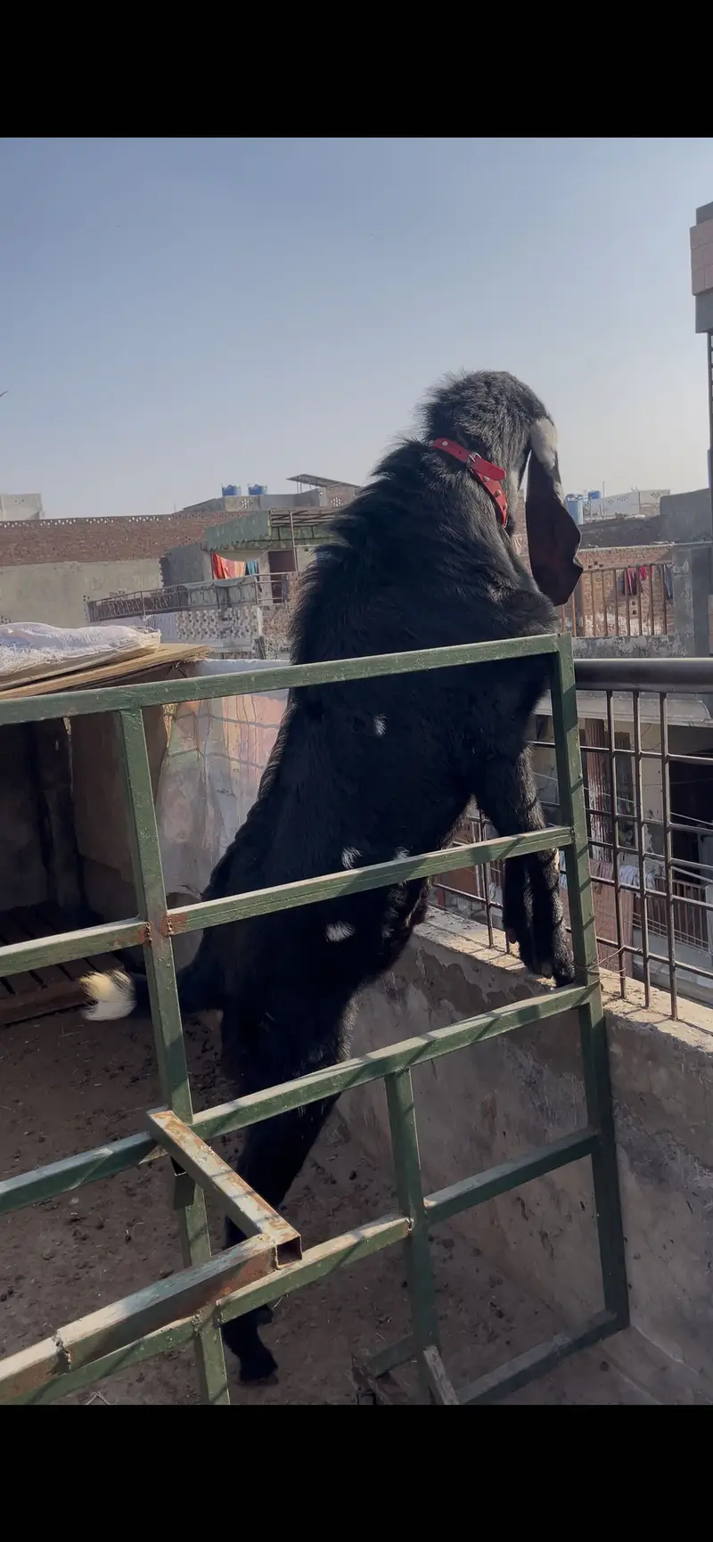 Breedr bakra for sale — photo 6