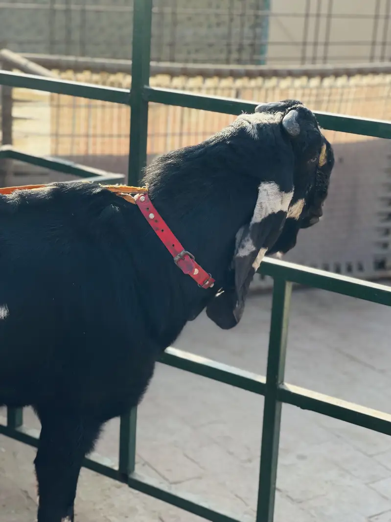 Breedr bakra for sale — photo 7