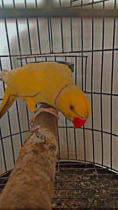 toking parrot  contact no. 03162959853