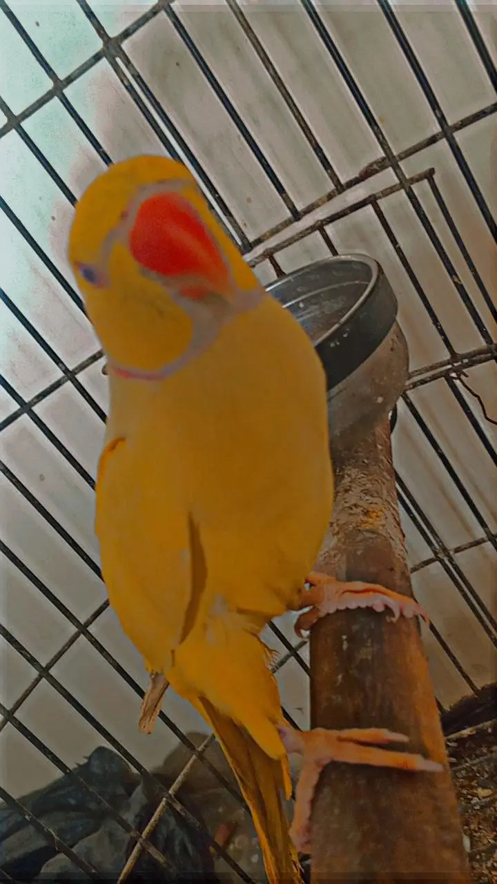 toking parrot  contact no. 03162959853 — photo 2