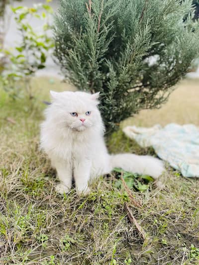 Persian kittens triple coat