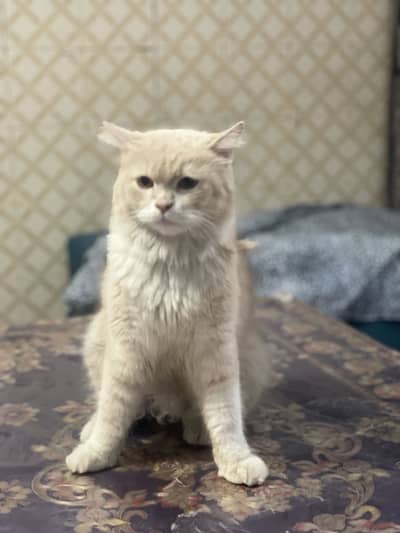 Parshion cat male