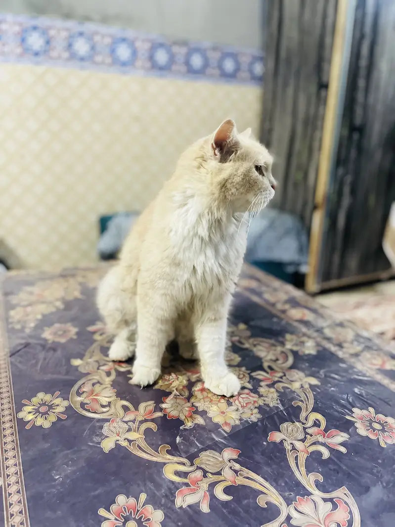 Parshion cat male — photo 2