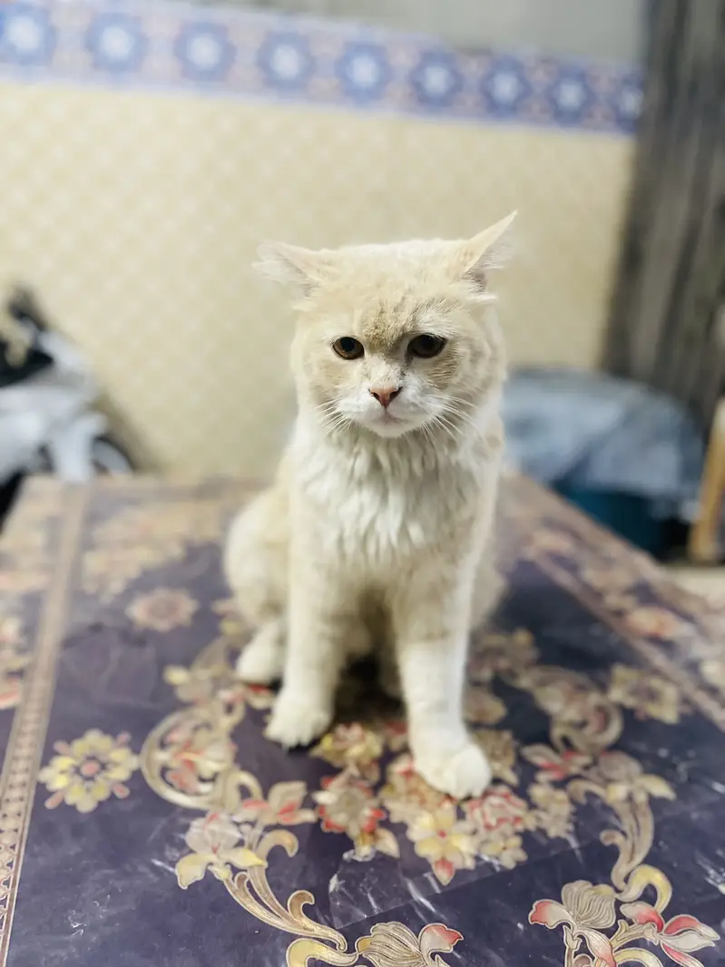 Parshion cat male — photo 3