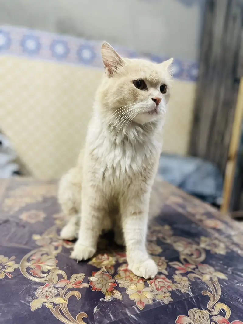 Parshion cat male — photo 4