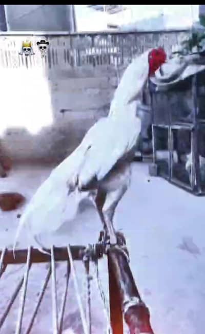 Heera 04 chicks