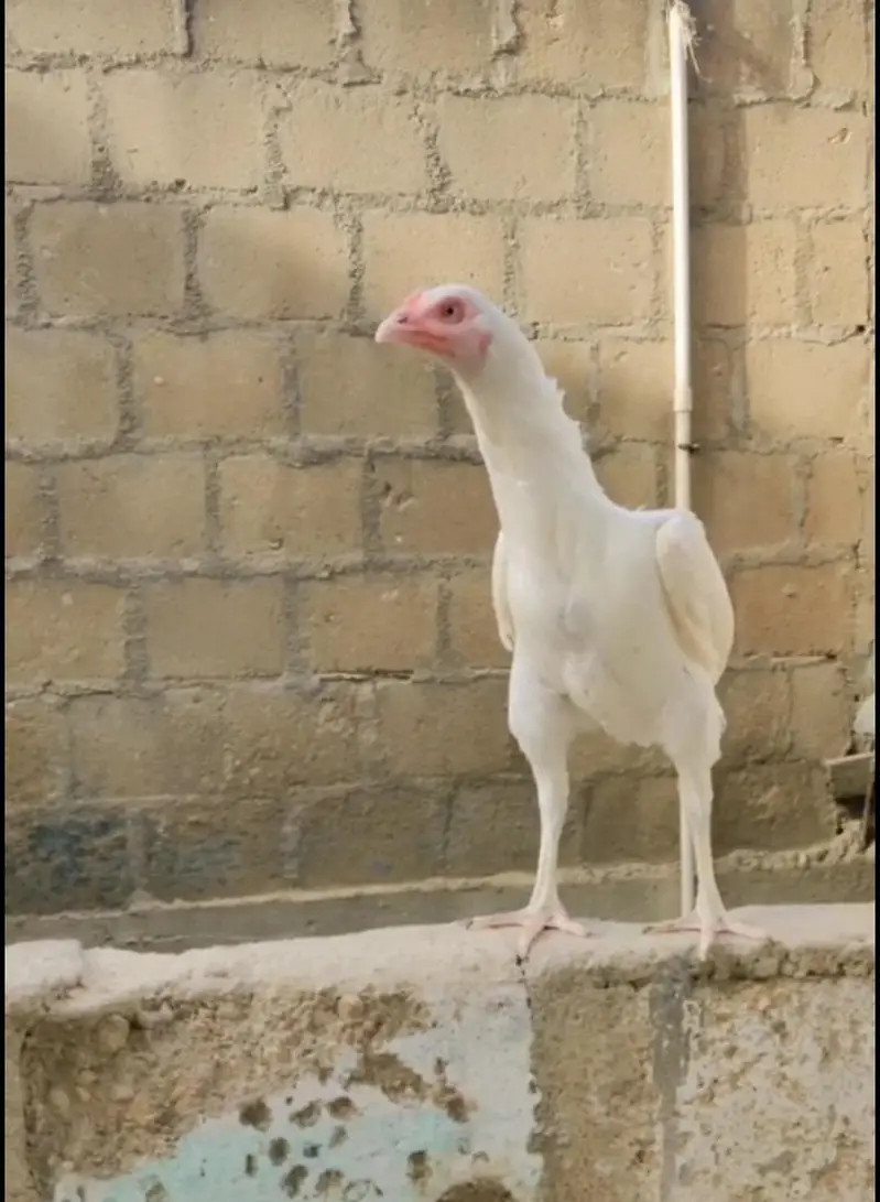 Heera 04 chicks — photo 2