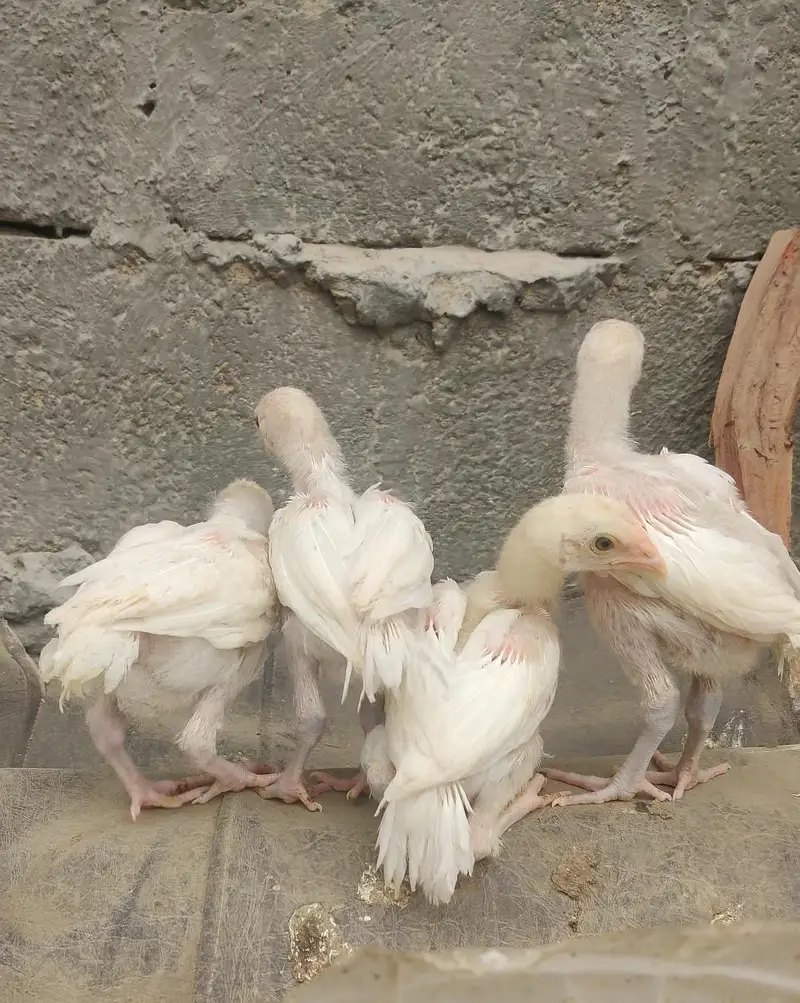 Heera 04 chicks — photo 3