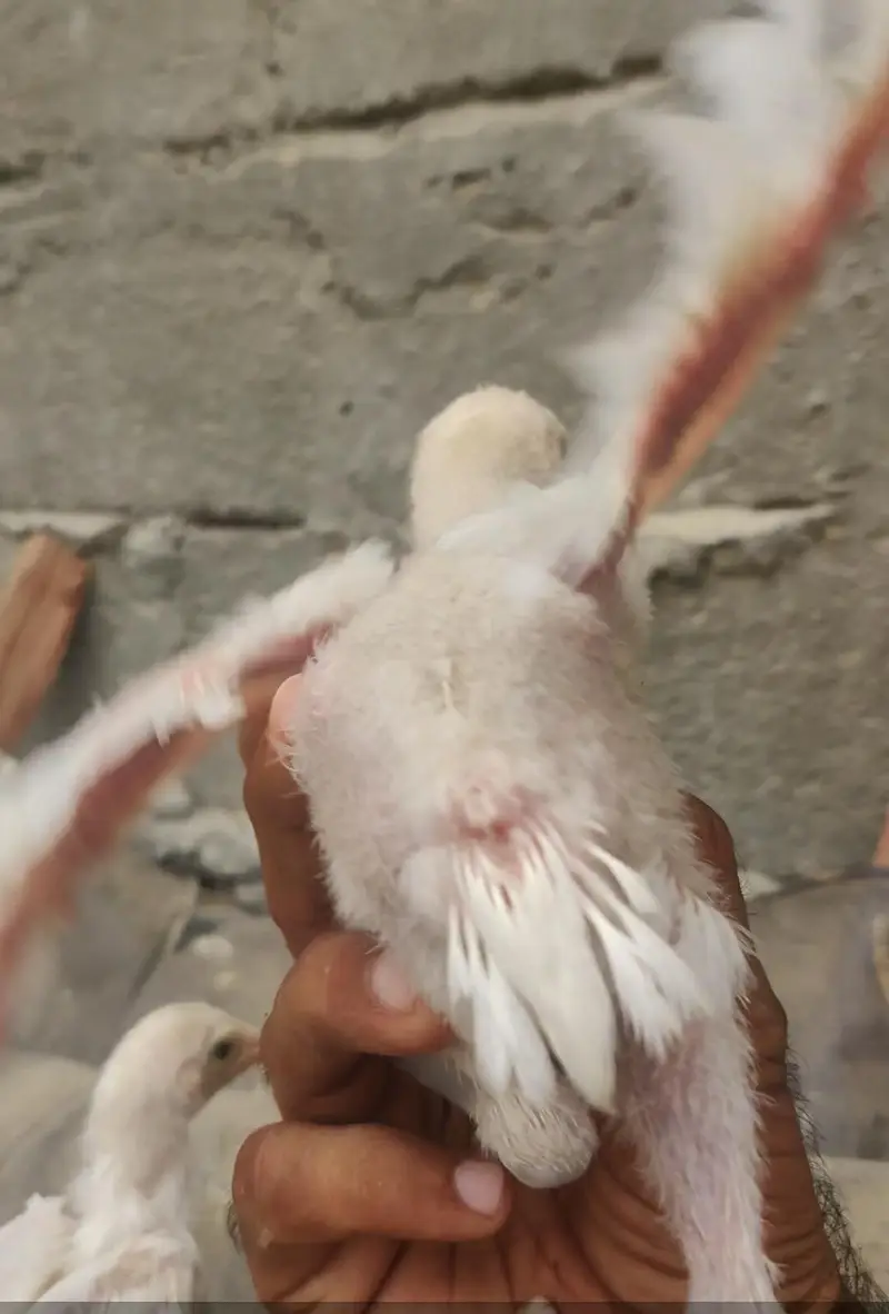 Heera 04 chicks — photo 4
