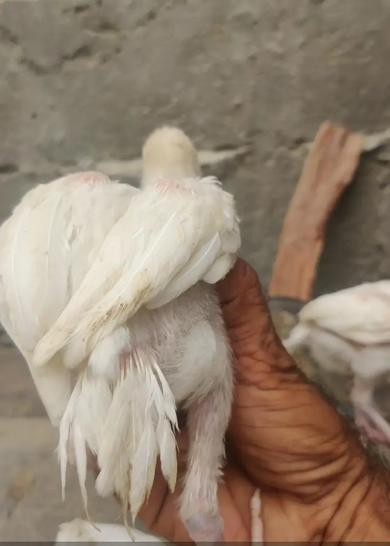 Heera 04 chicks — photo 6