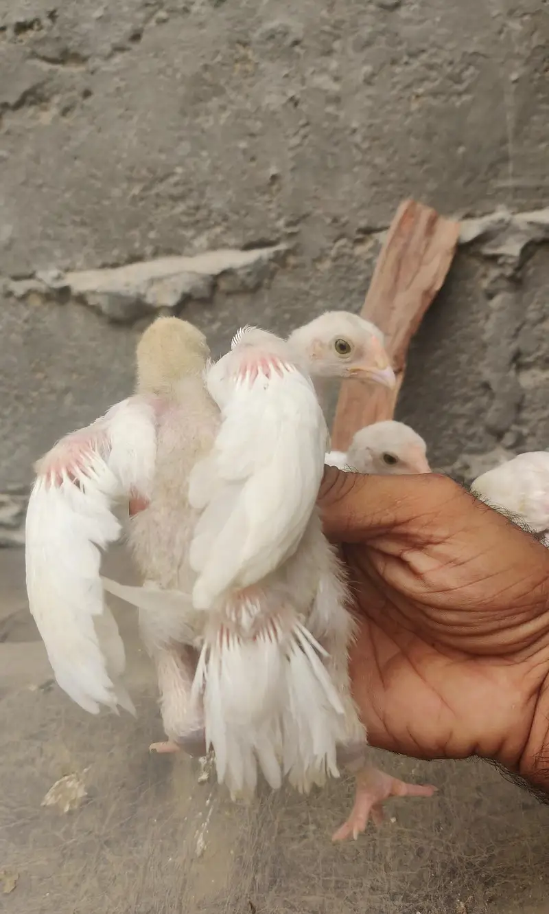 Heera 04 chicks — photo 7