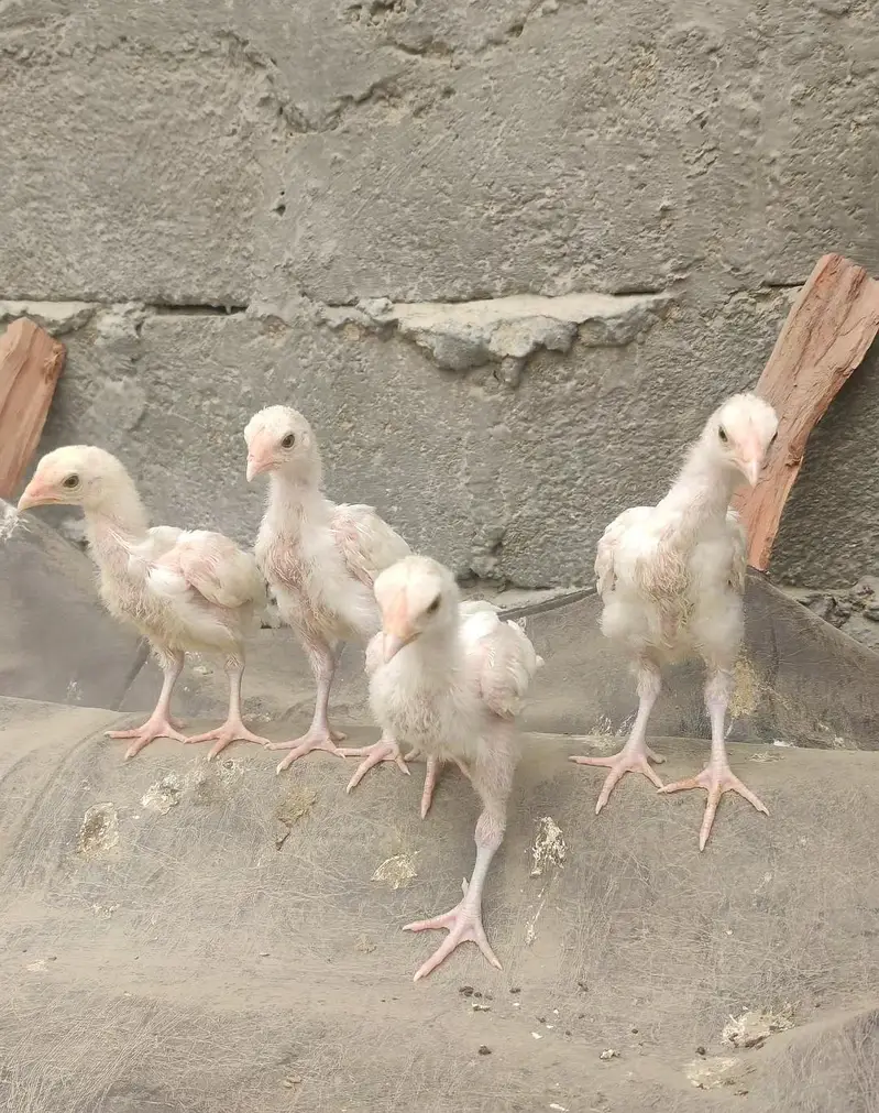 Heera 04 chicks — photo 8