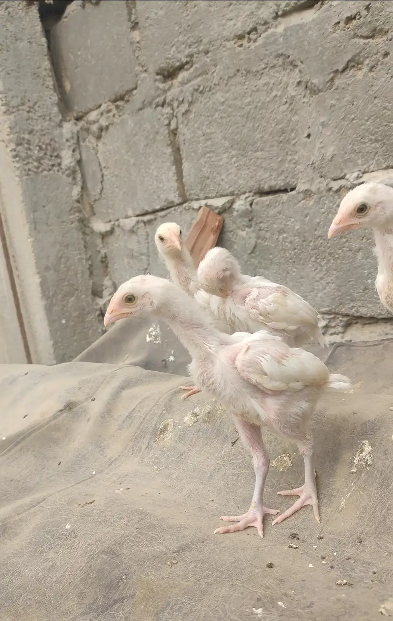 Heera 04 chicks — photo 9
