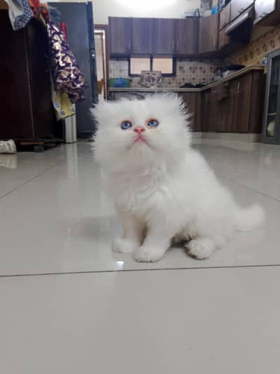 pure Turkish angora cats