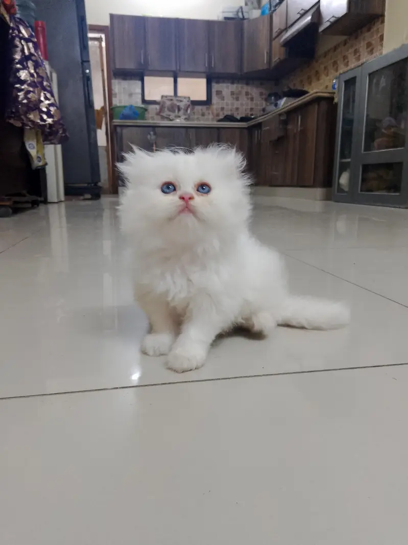 pure Turkish angora cats 4 kittens available — photo 2