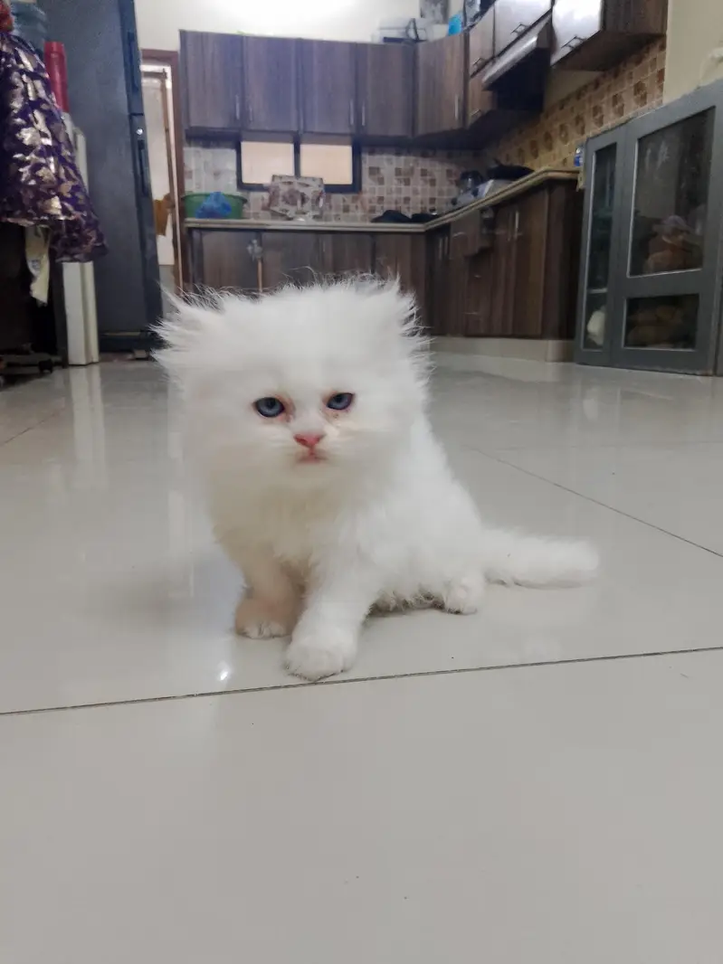 pure Turkish angora cats 4 kittens available — photo 3