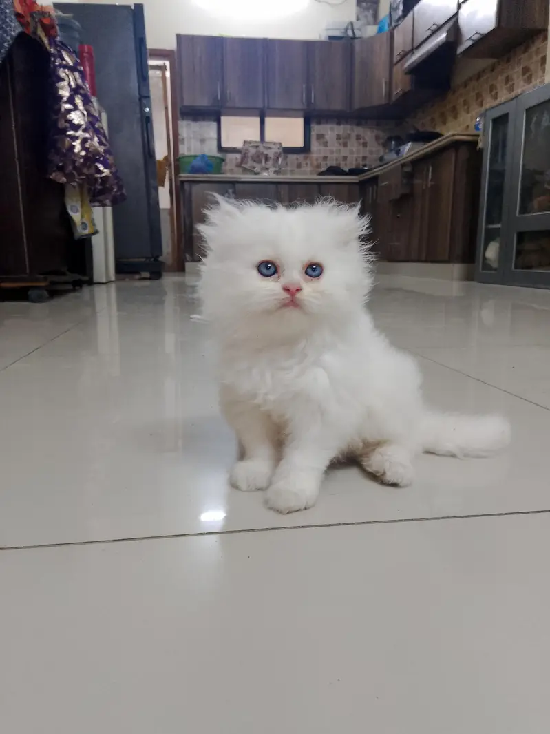 pure Turkish angora cats 4 kittens available — photo 4