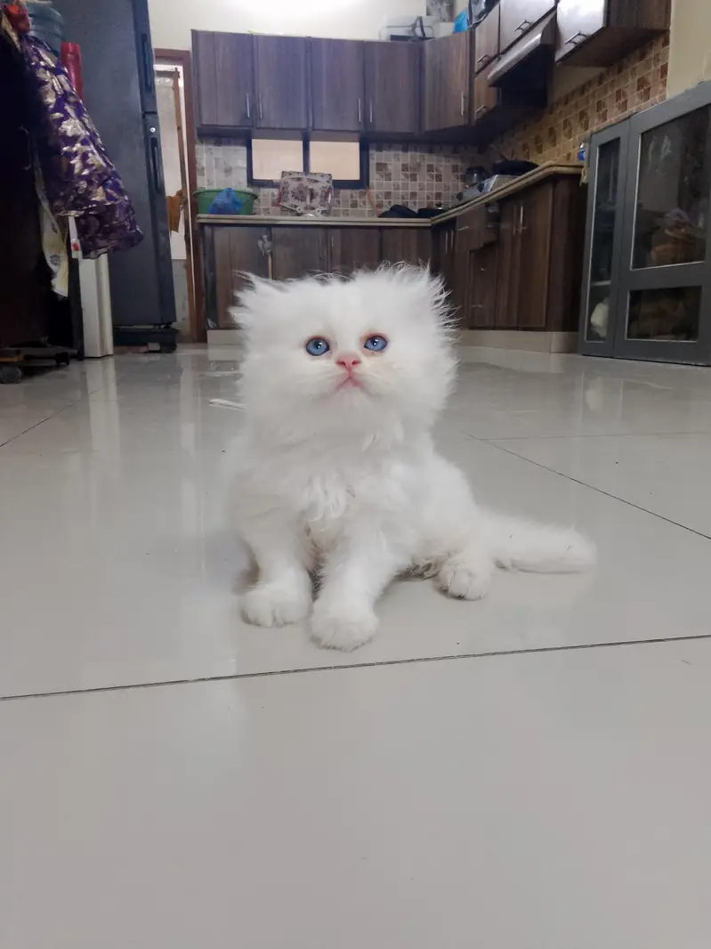 pure Turkish angora cats 4 kittens available — photo 5