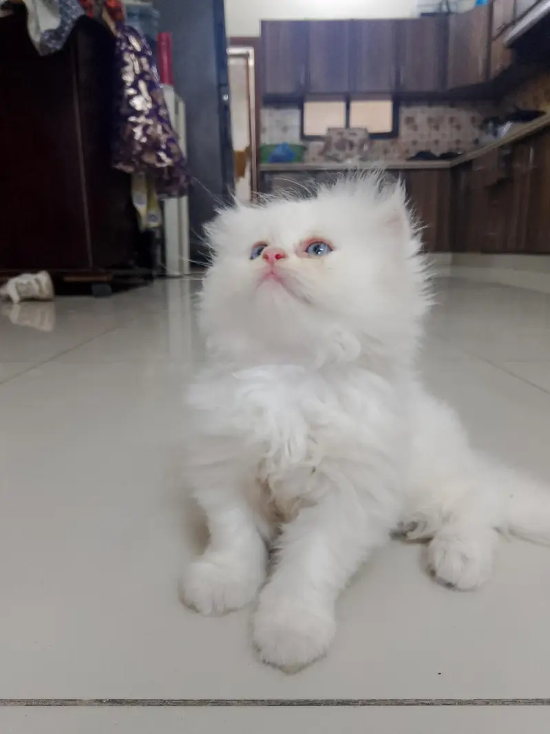 pure Turkish angora cats 4 kittens available — photo 6