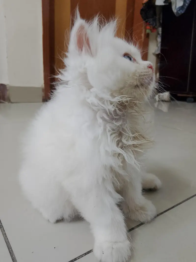 pure Turkish angora cats 4 kittens available — photo 7