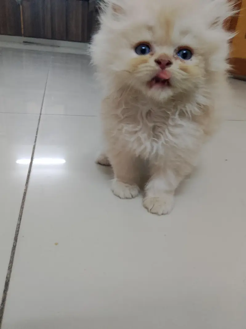 pure Turkish angora cats 4 kittens available — photo 8