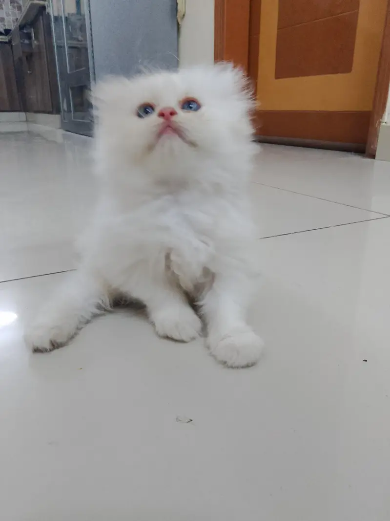 pure Turkish angora cats 4 kittens available — photo 9