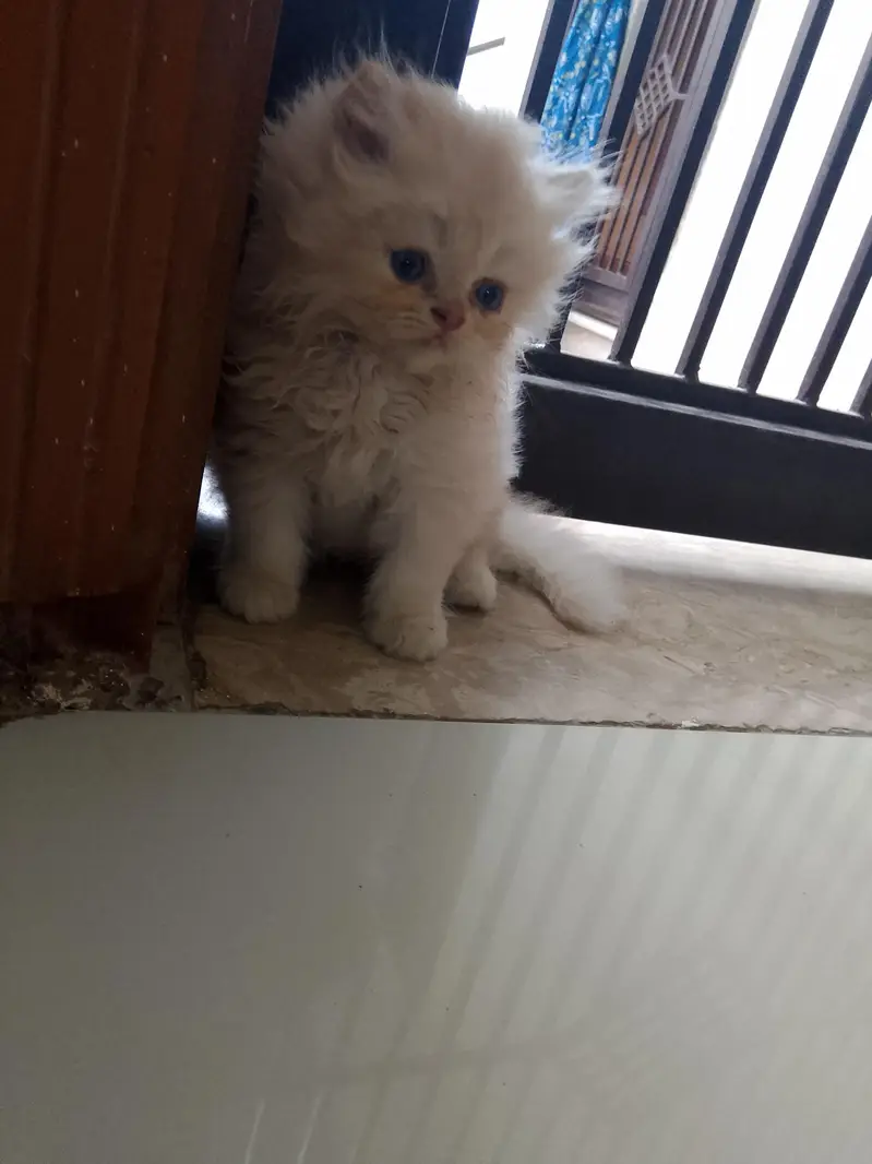 pure Turkish angora cats 4 kittens available — photo 10