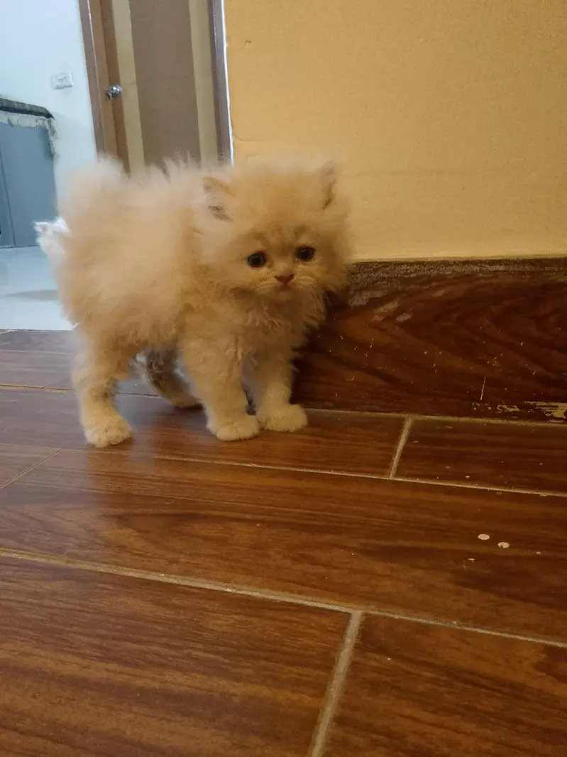 pure Turkish angora cats 4 kittens available — photo 11